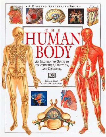 The human body